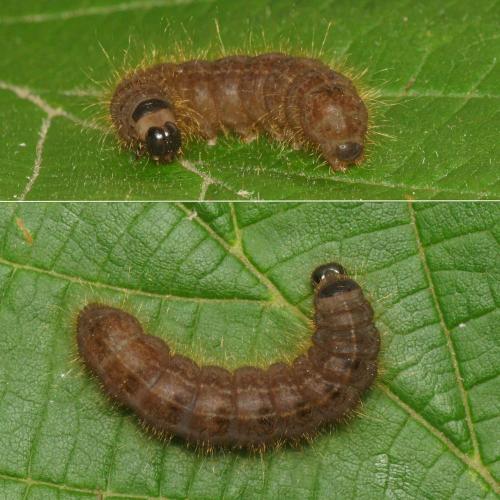 Réf. 258 263 : Conistra sp.